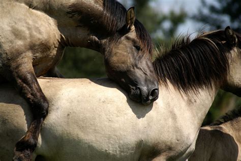 Horses mating videos up close. Things To Know About Horses mating videos up close. 